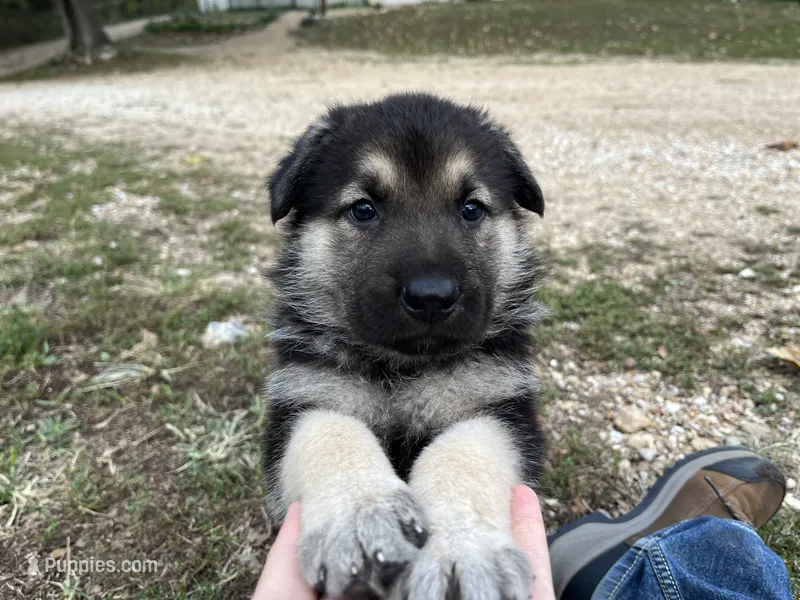 Onyx – German Shepherd Dog puppy for sale in Edwards, MO