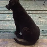 Titus of Maverick, a male German Shepherd Dog for sale in Edwards, MO – Photo 7 of 10