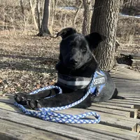 Titus of Maverick, a male German Shepherd Dog for sale in Edwards, MO – Photo 10 of 10