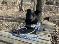Titus of Maverick, a male German Shepherd Dog for sale in Edwards, MO – Photo 10 of 10