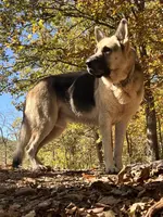 Titus of Maverick, a male German Shepherd Dog for sale in Edwards, MO – Photo 3 of 10