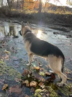Titus of Maverick, a male German Shepherd Dog for sale in Edwards, MO – Photo 2 of 10