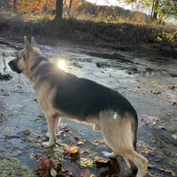 Titus of Maverick, a male German Shepherd Dog for sale in Edwards, MO – Photo 6 of 10