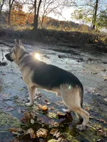 Titus of Maverick, a male German Shepherd Dog for sale in Edwards, MO – Photo 6 of 10