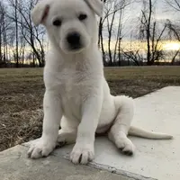 Titus of Maverick, a male German Shepherd Dog for sale in Edwards, MO – Photo 8 of 10