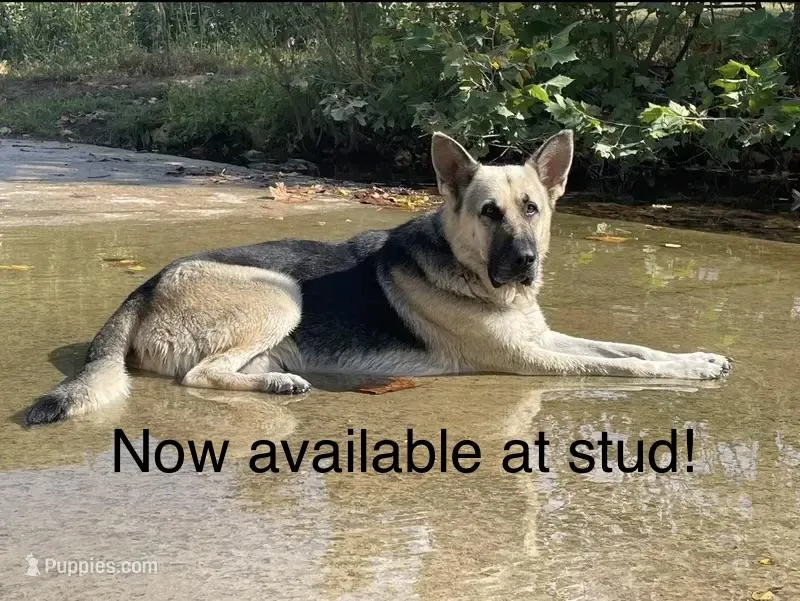 Titus of Maverick – German Shepherd Dog puppy for sale in Edwards, MO