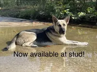 Titus of Maverick, a male German Shepherd Dog for sale in Edwards, MO – Photo 1 of 10