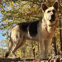 Titus of Maverick, a male German Shepherd Dog for sale in Edwards, MO – Photo 5 of 10