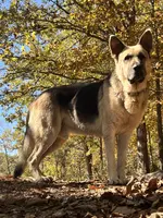 Titus of Maverick, a male German Shepherd Dog for sale in Edwards, MO – Photo 4 of 10