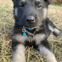 Titus of Maverick, a male German Shepherd Dog for sale in Edwards, MO – Photo 9 of 10