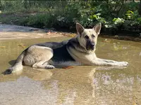 Titus of Maverick, a male German Shepherd Dog for sale in Edwards, MO – Photo 5 of 10