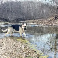 Titus of Maverick, a male German Shepherd Dog for sale in Edwards, MO – Photo 2 of 10