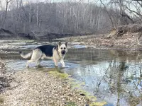 Titus of Maverick, a male German Shepherd Dog for sale in Edwards, MO – Photo 1 of 10