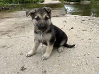 Daisy, a female German Shepherd Dog for sale in Edwards, MO – 6 of 6