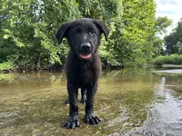 Hedge, a male German Shepherd Dog for sale in Edwards, MO – 3 of 9