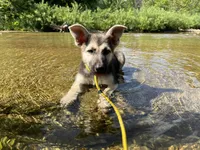 Sandy, a female German Shepherd Dog for sale in Edwards, MO – 2 of 10