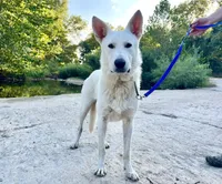 Chip, a male German Shepherd Dog for sale in Edwards, MO – 4 of 7