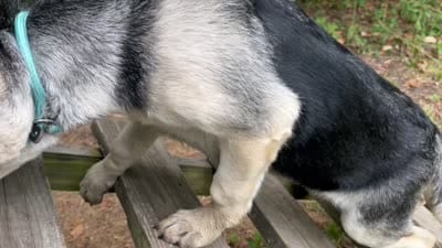 Scout’s Bindi Von Redbird , a female German Shepherd Dog for sale in Edwards, MO – 6 of 6
