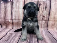 Meadow, a female German Shepherd Dog for sale in Edwards, MO – 2 of 8