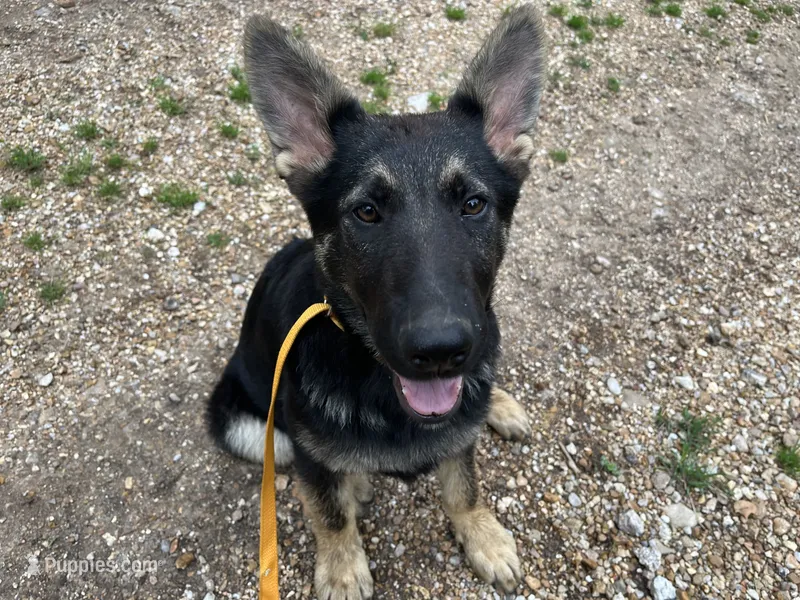Breezy – German Shepherd Dog puppy for sale in Edwards, MO