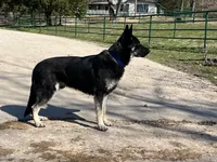 COMING SOON! Trained Deterrent Dog , a male German Shepherd Dog for sale in Edwards, MO – 4 of 10