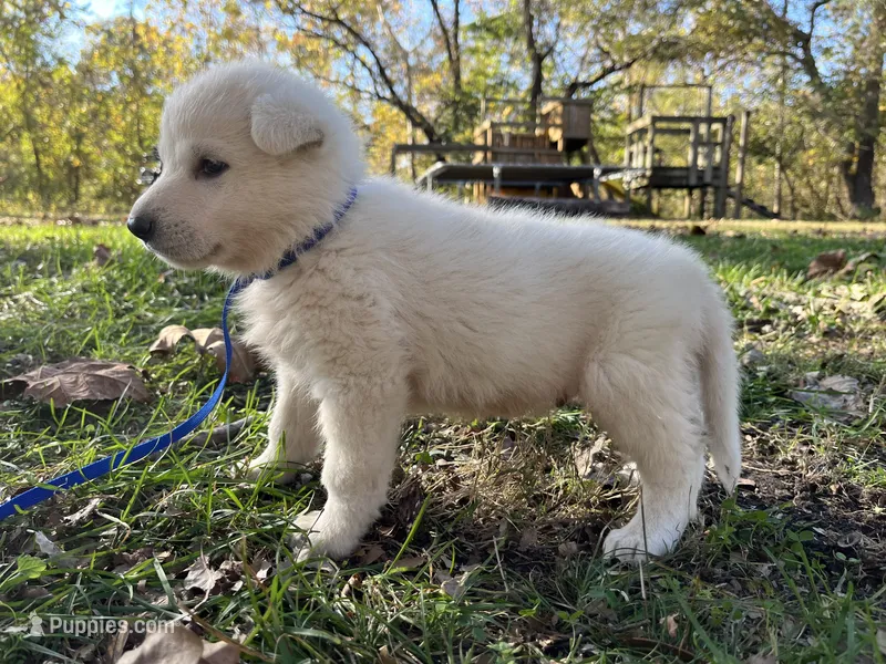 Chip – German Shepherd Dog puppy for sale in Edwards, MO
