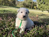 Sly, a female German Shepherd Dog for sale in Edwards, MO – 5 of 10