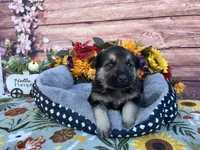 Onyx, a male German Shepherd Dog for sale in Edwards, MO – 3 of 6