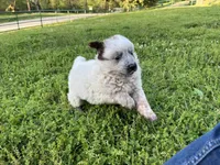 Ferdinand , a male Australian Cattle Dog for sale in Edwards, MO – Photo 8 of 10