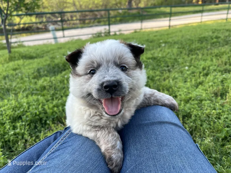 Ferdinand  – Australian Cattle Dog puppy for sale in Edwards, MO