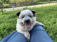 Ferdinand , a male Australian Cattle Dog for sale in Edwards, MO – Photo 1 of 10
