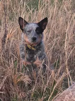 Ferdinand , a male Australian Cattle Dog for sale in Edwards, MO – Photo 9 of 10