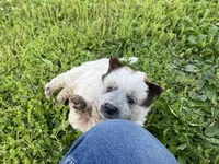 Ferdinand , a male Australian Cattle Dog for sale in Edwards, MO – Photo 2 of 10