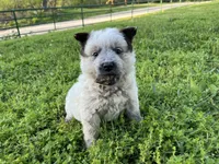 Ferdinand , a male Australian Cattle Dog for sale in Edwards, MO – Photo 3 of 10