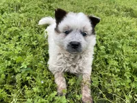 Ferdinand , a male Australian Cattle Dog for sale in Edwards, MO – Photo 5 of 10