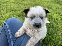 Ferdinand , a male Australian Cattle Dog for sale in Edwards, MO – Photo 6 of 10