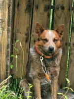 Ferdinand , a male Australian Cattle Dog for sale in Edwards, MO – Photo 10 of 10