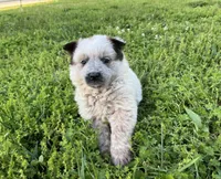 Ferdinand , a male Australian Cattle Dog for sale in Edwards, MO – Photo 7 of 10