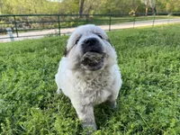 Ferdinand , a male Australian Cattle Dog for sale in Edwards, MO – Photo 4 of 10