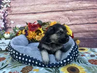 Onyx, a male German Shepherd Dog for sale in Edwards, MO – 2 of 6