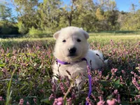 Sylvia, a female German Shepherd Dog for sale in Edwards, MO – 4 of 4