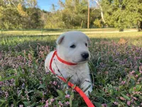 Yip, a male German Shepherd Dog for sale in Edwards, MO – 4 of 5
