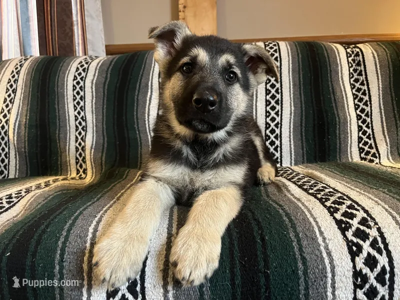 Alastair – German Shepherd Dog puppy for sale in Edwards, MO