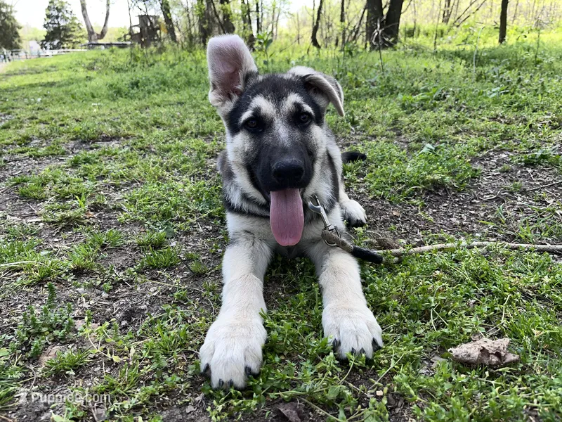 Alastair – German Shepherd Dog puppy for sale in Edwards, MO