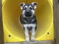 Alastair, a male German Shepherd Dog for sale in Edwards, MO – Photo 5 of 10