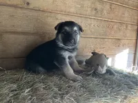 Alastair, a male German Shepherd Dog for sale in Edwards, MO – Photo 5 of 10