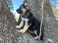 Alastair, a male German Shepherd Dog for sale in Edwards, MO – Photo 2 of 10