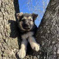 Alastair, a male German Shepherd Dog for sale in Edwards, MO – Photo 7 of 10