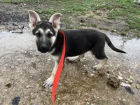 Alastair, a male German Shepherd Dog for sale in Edwards, MO – Photo 2 of 10