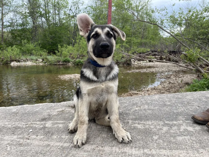 Alastair – German Shepherd Dog puppy for sale in Edwards, MO
